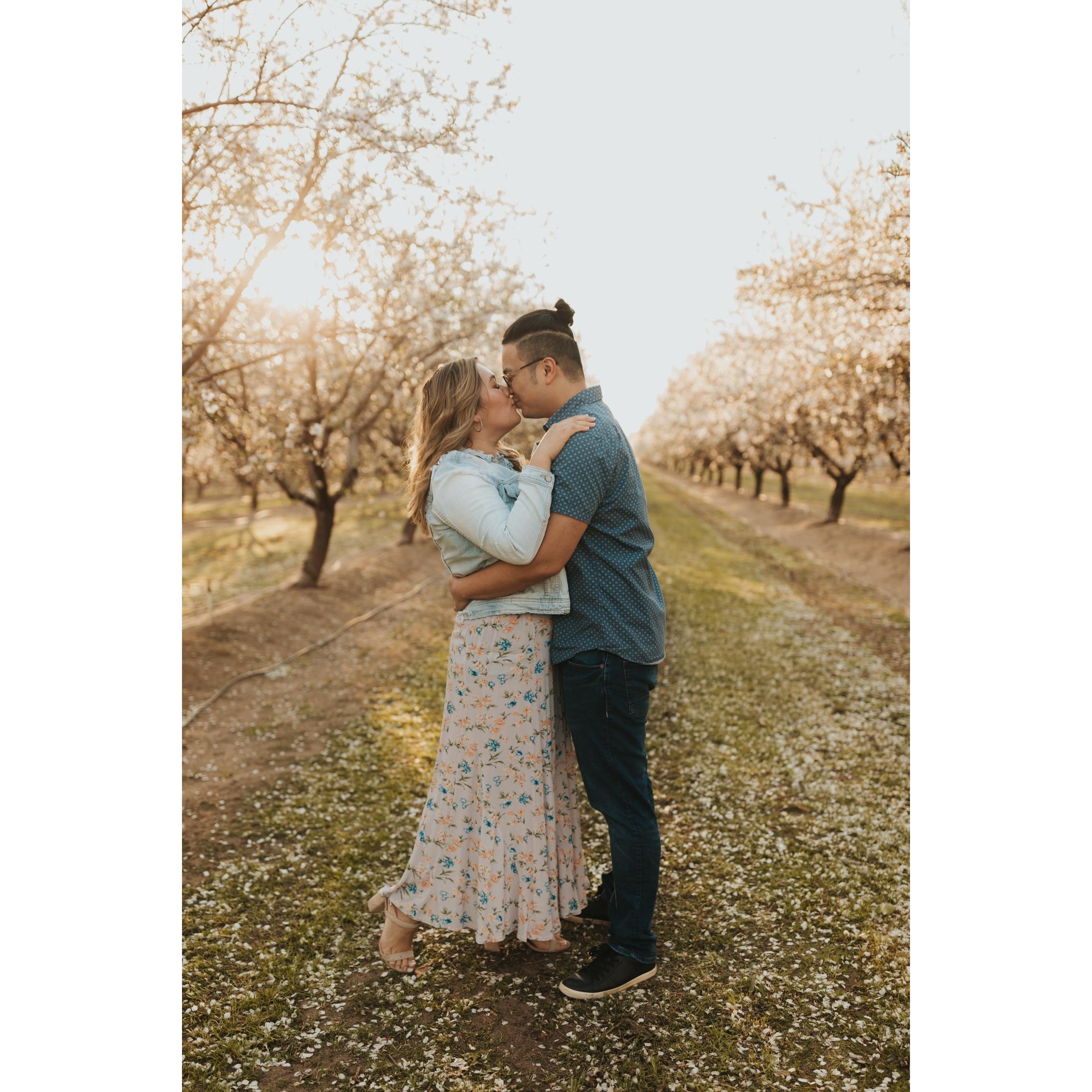 Almond Orchard — Modesto, CA