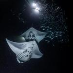 Swim with Giant Ass Manta Rays ("the coolest thing I've ever done!" - Drake)