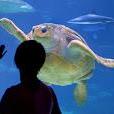 Newport Aquarium