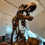 Visit Denver Museum of Nature & Science