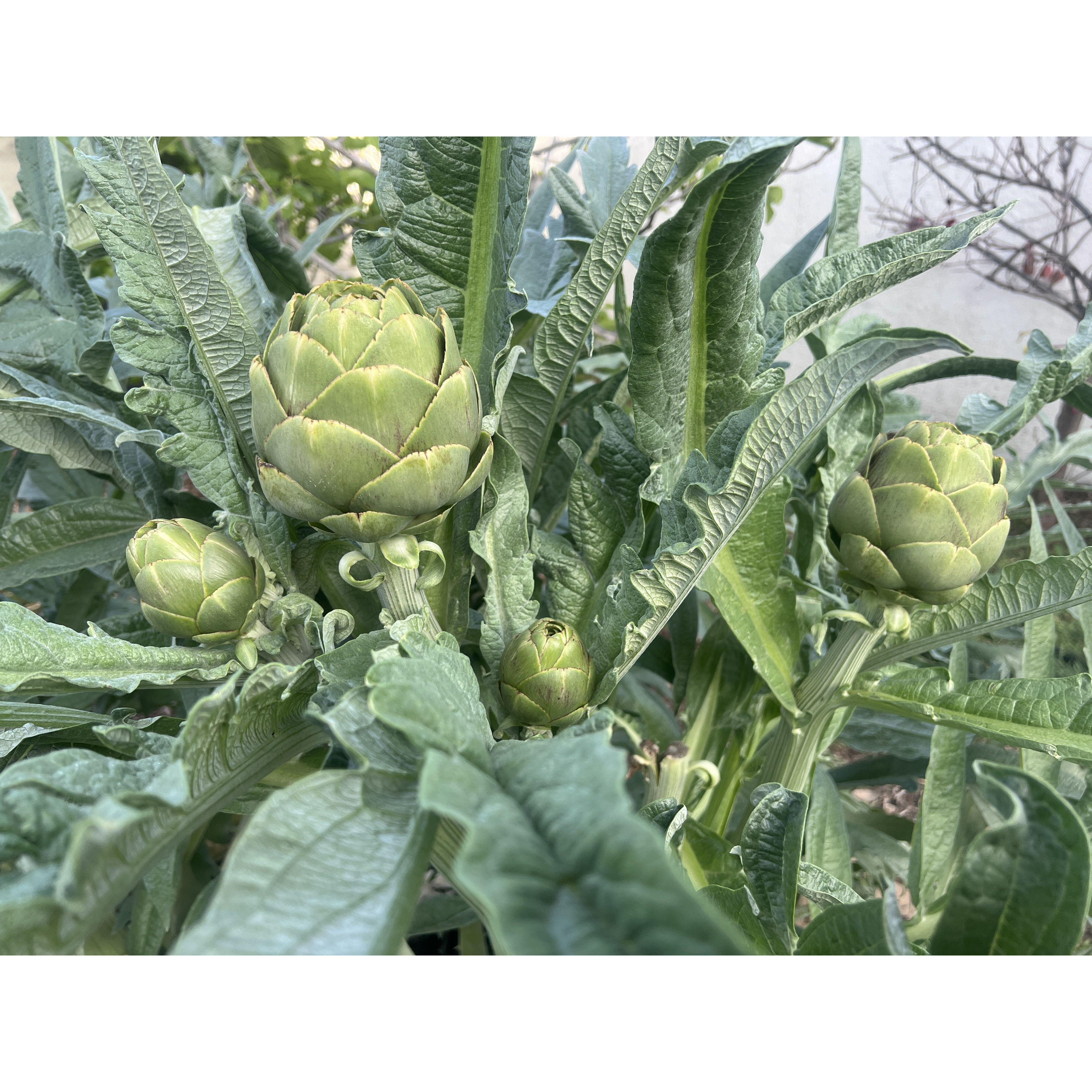 Our love, and love of artichoke still growing and flourishing together! AUGUST 30, 2025 🌅