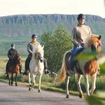 Sturlureykirhorses