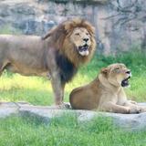 San Antonio Zoo