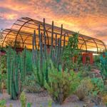 Desert Botanical Garden