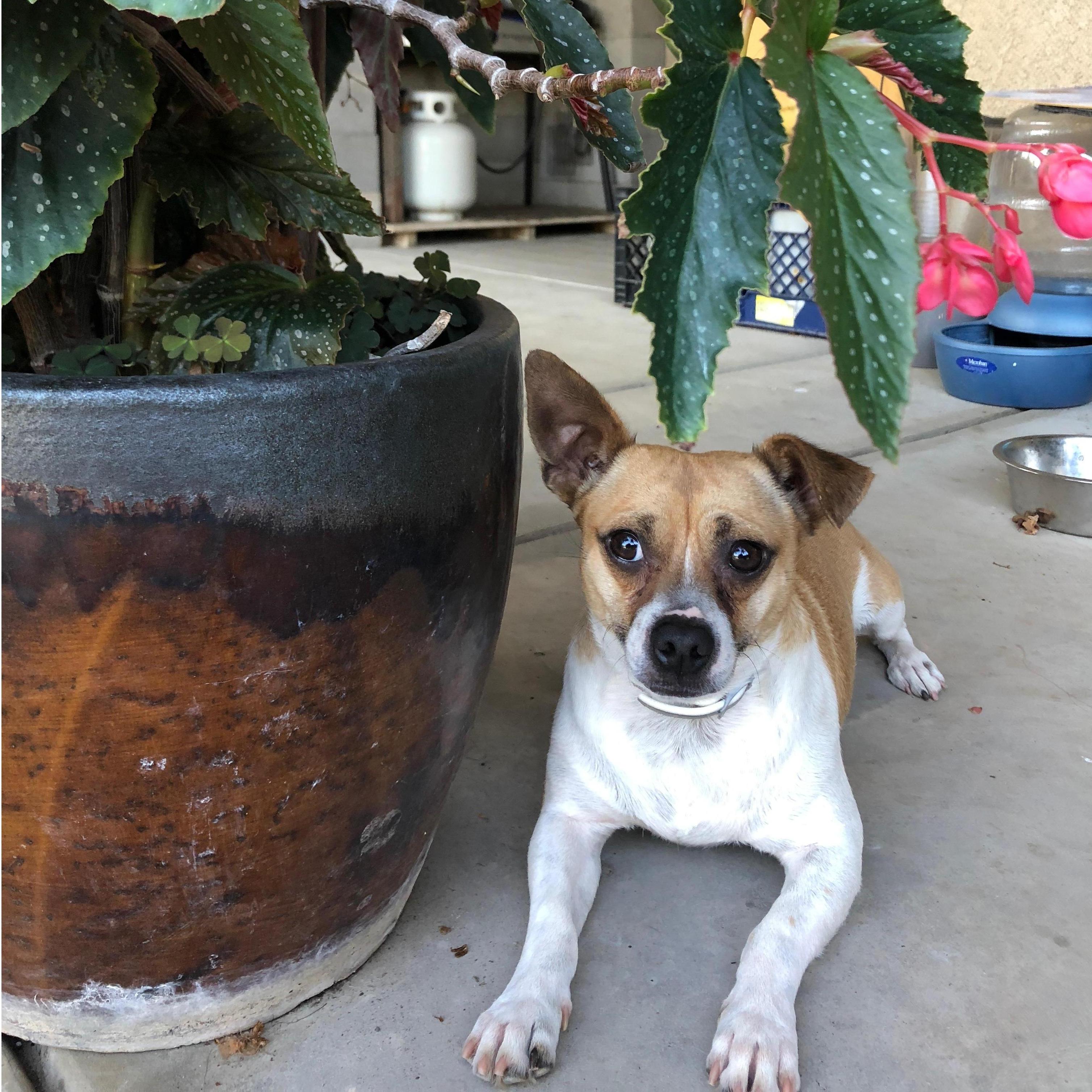 Oddy's fur baby, Thuglas.