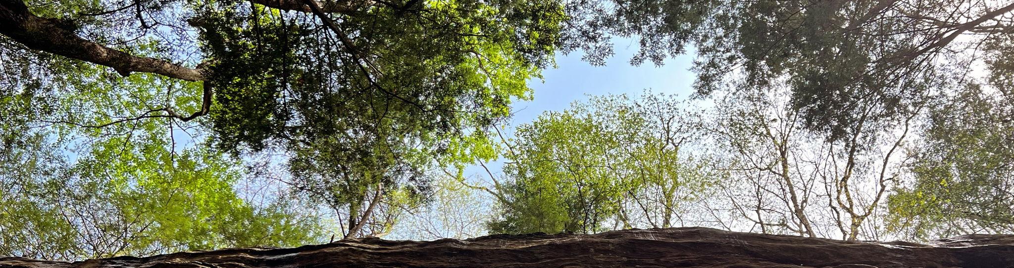 The Wedding Website of Priya Roy and Mathew Swisher