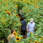 Lyman Orchards Sunflower Maze