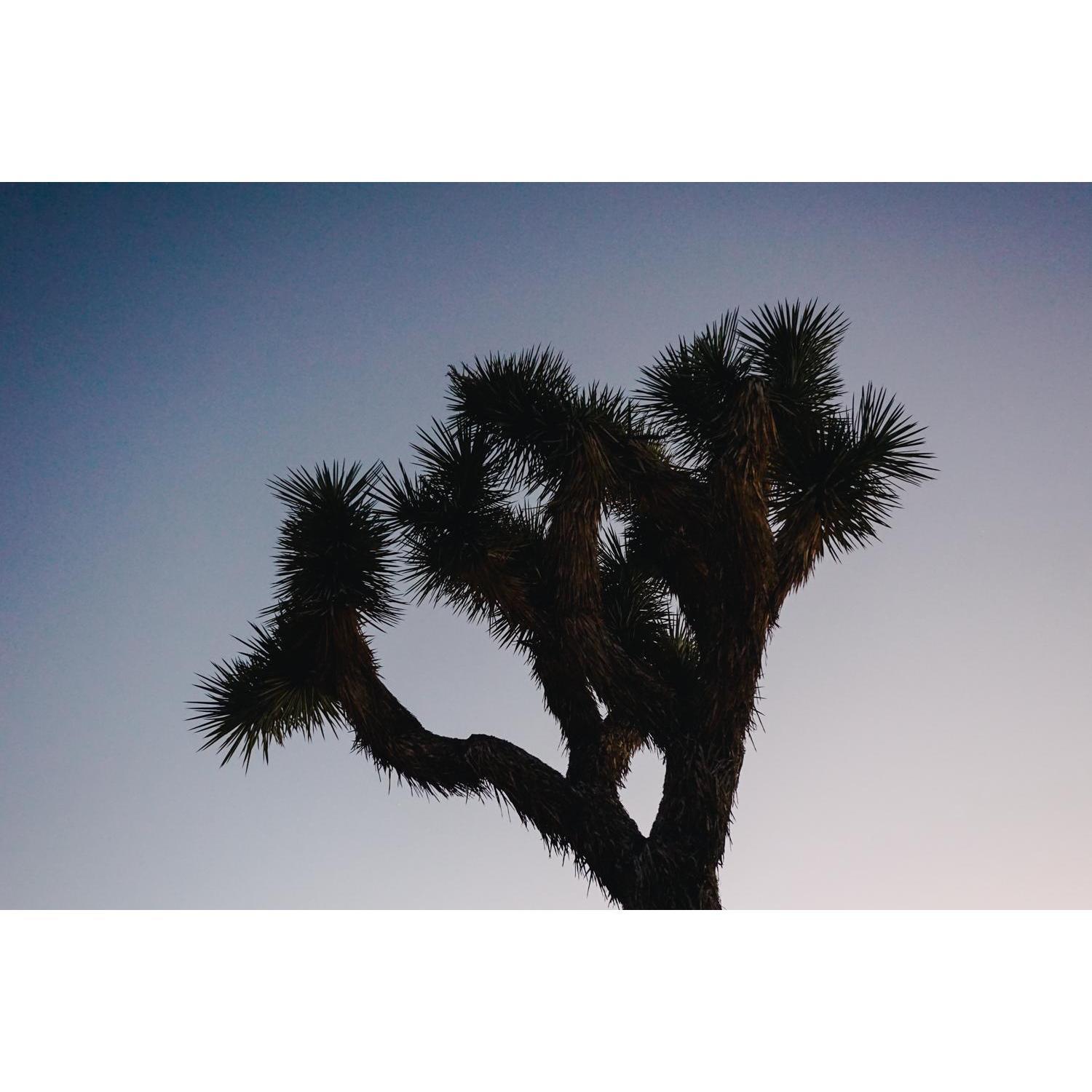 Goodnight Joshua Tree!