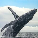 Cape Ann Whale Watch