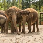 Oregon Zoo