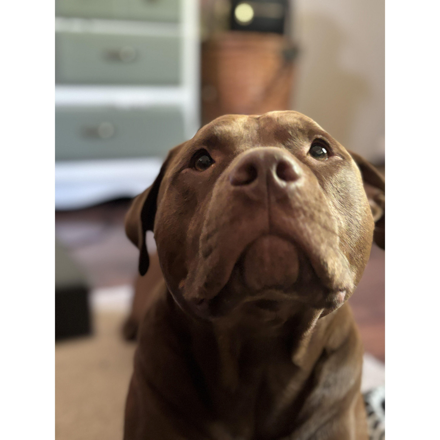 Our beloved pup, Grizz.