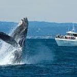 Whale Watching