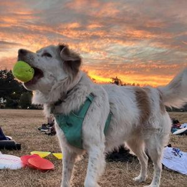 Our Chloe Treat Fund!
