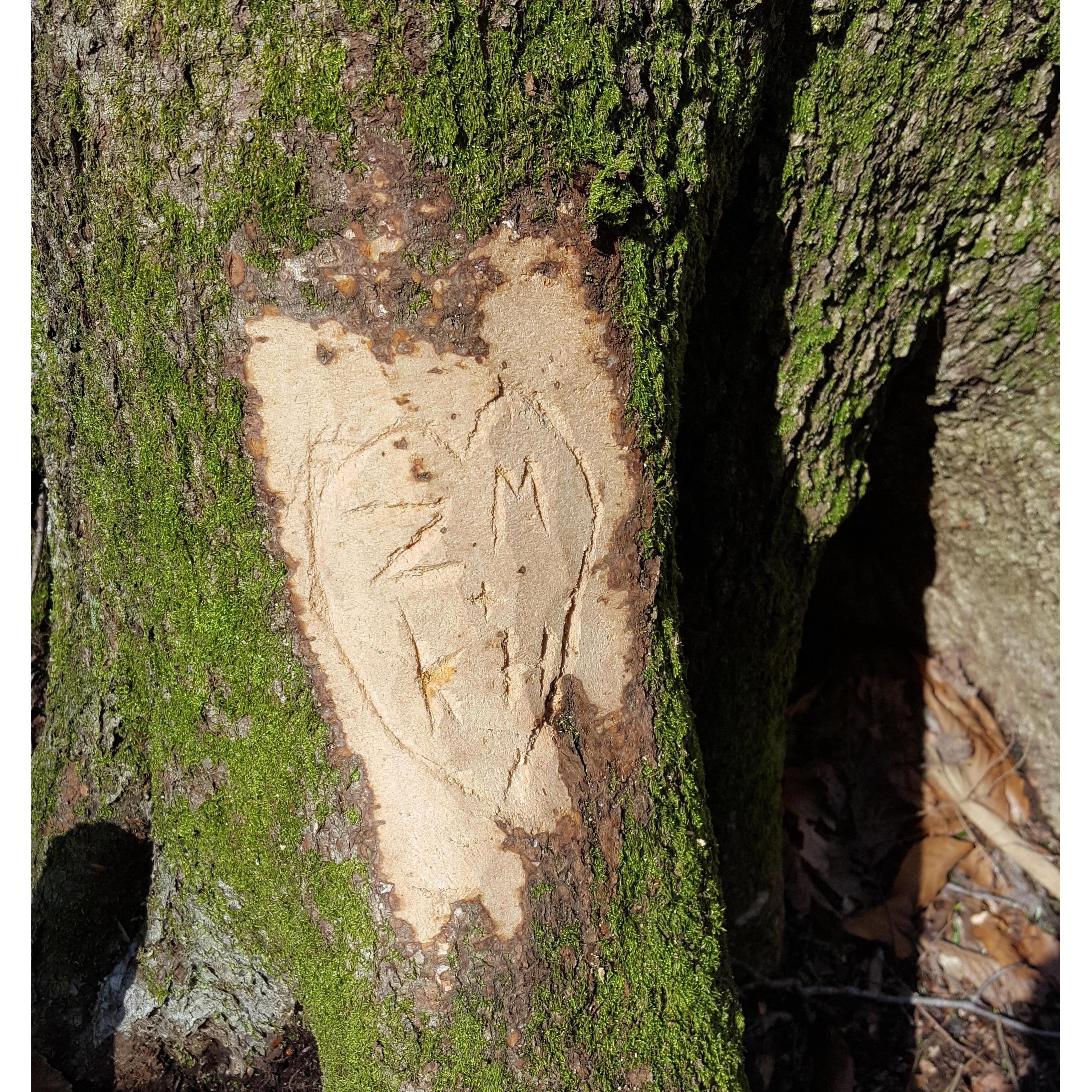 It might be sappy, but we left our mark in Hocking Hills <3  ( I apologize only slightly for the tree pun)