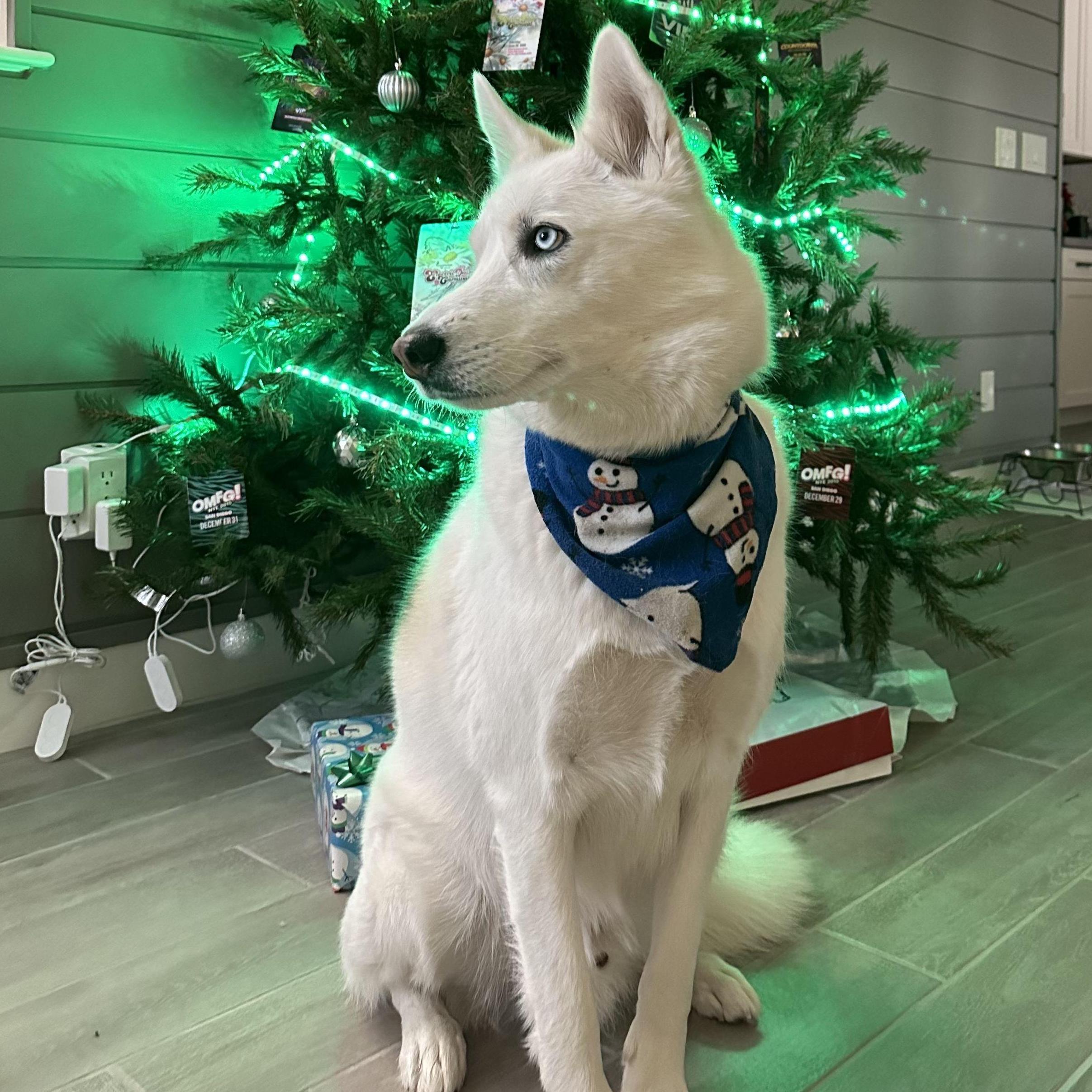 What: Bash's first Christmas in their new home // When: December 2023 // Where: Chandler, Arizona