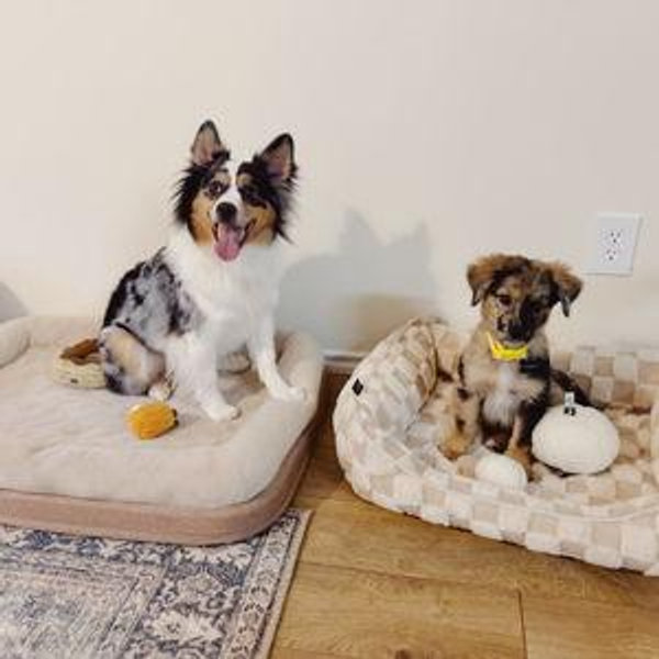 Petsitting For Our Honeymoon