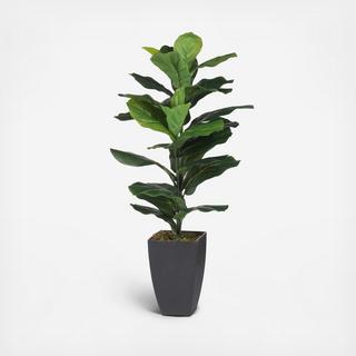 Potted Fiddle-Leaf Fig Plant