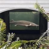 Bonneville Fish Hatchery