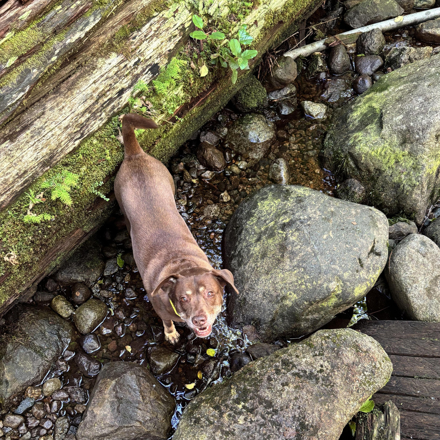 Bailey loves Squamish too!