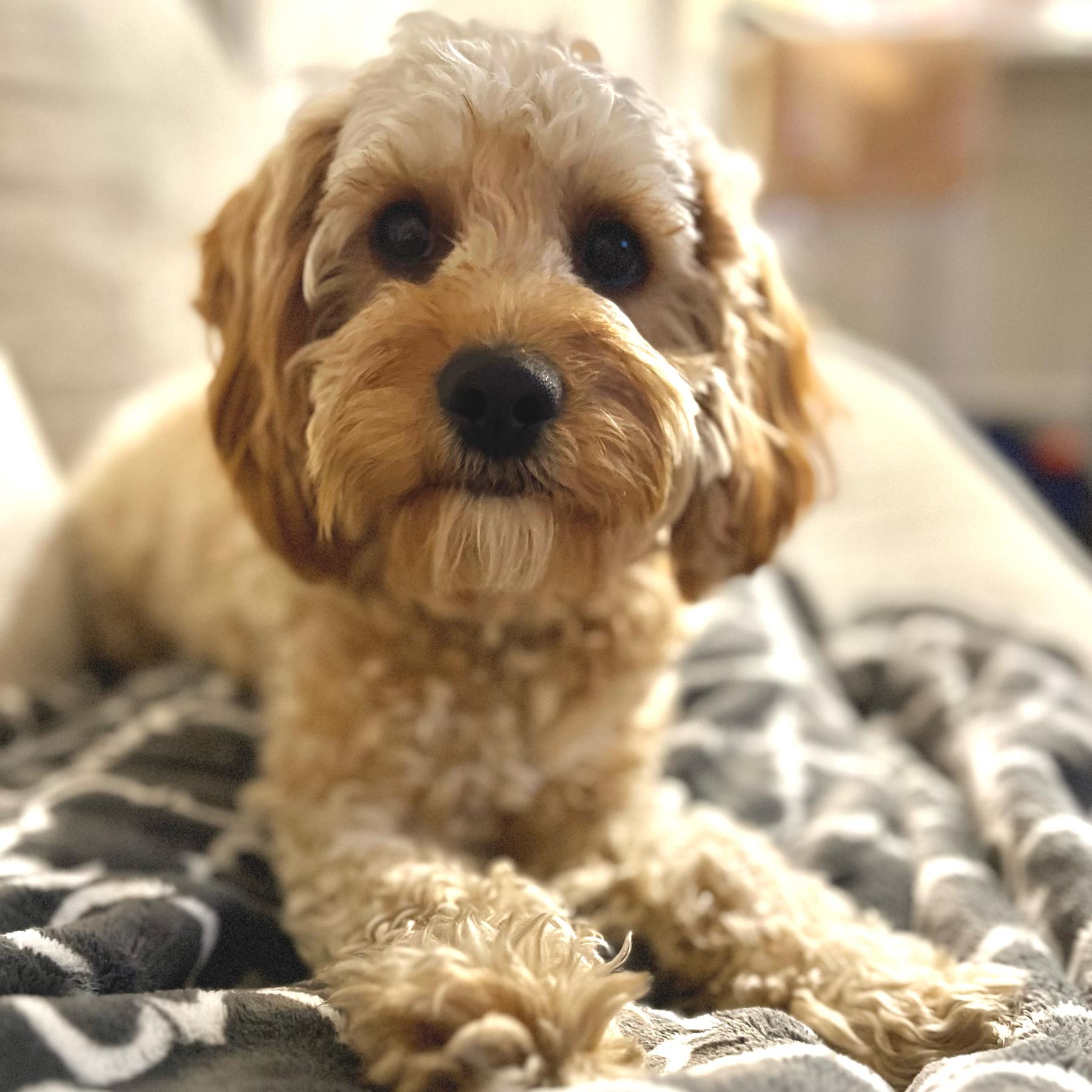 Bringing Baxter Home: Our Puppy Fund