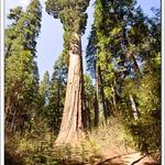 Calaveras Big Trees State Park