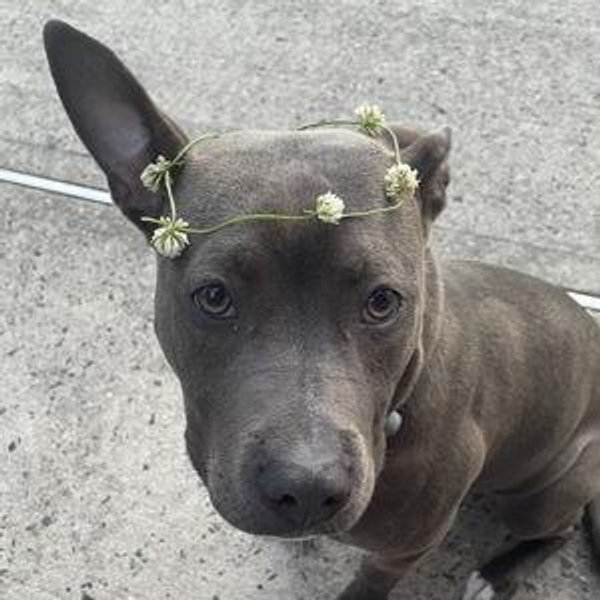 Lua’s Dogsitting Fund