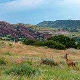 Mount Falcon Park