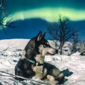 Dog Sledding