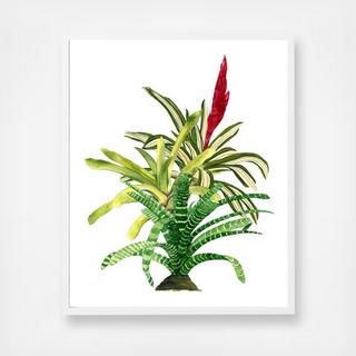 Bromelias 1 Wall Art