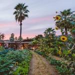 Flora Farms