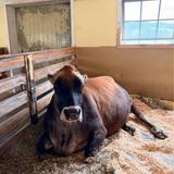 Billings Farm & Museum