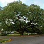 The Big Oak