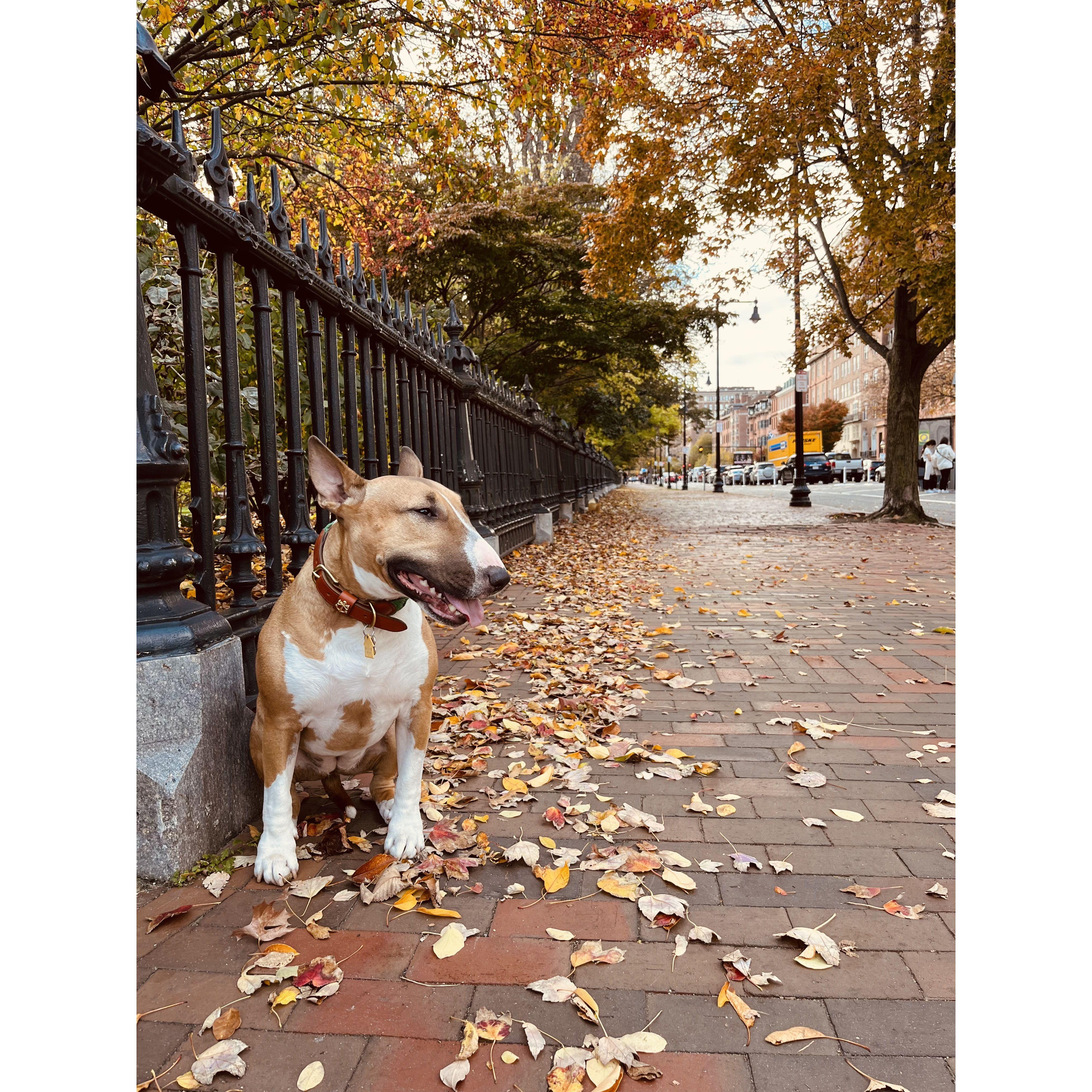 Our sweet Maple