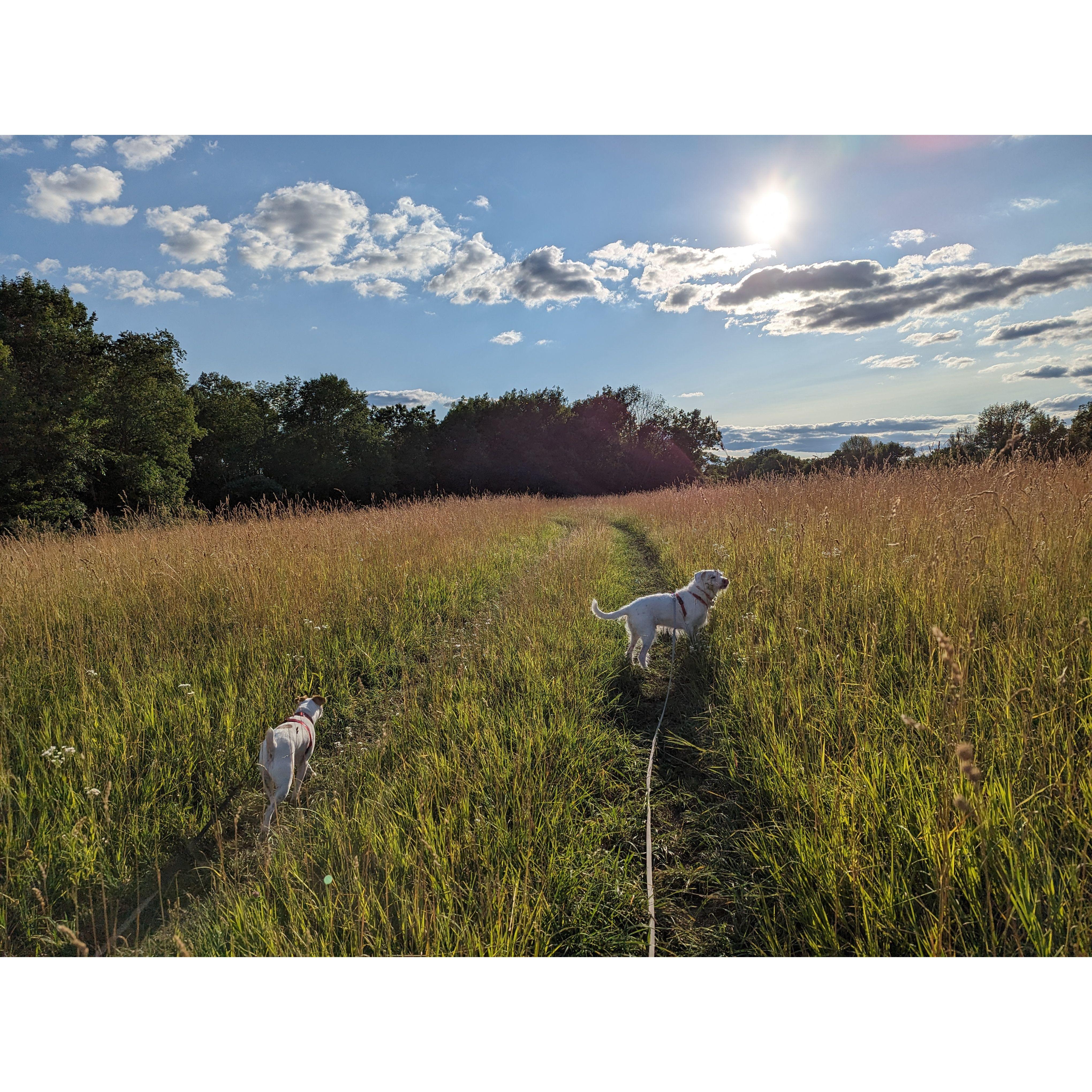 Another evening walk with our favorite pups on the neighbor's land
