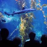 Birch Aquarium at Scripps