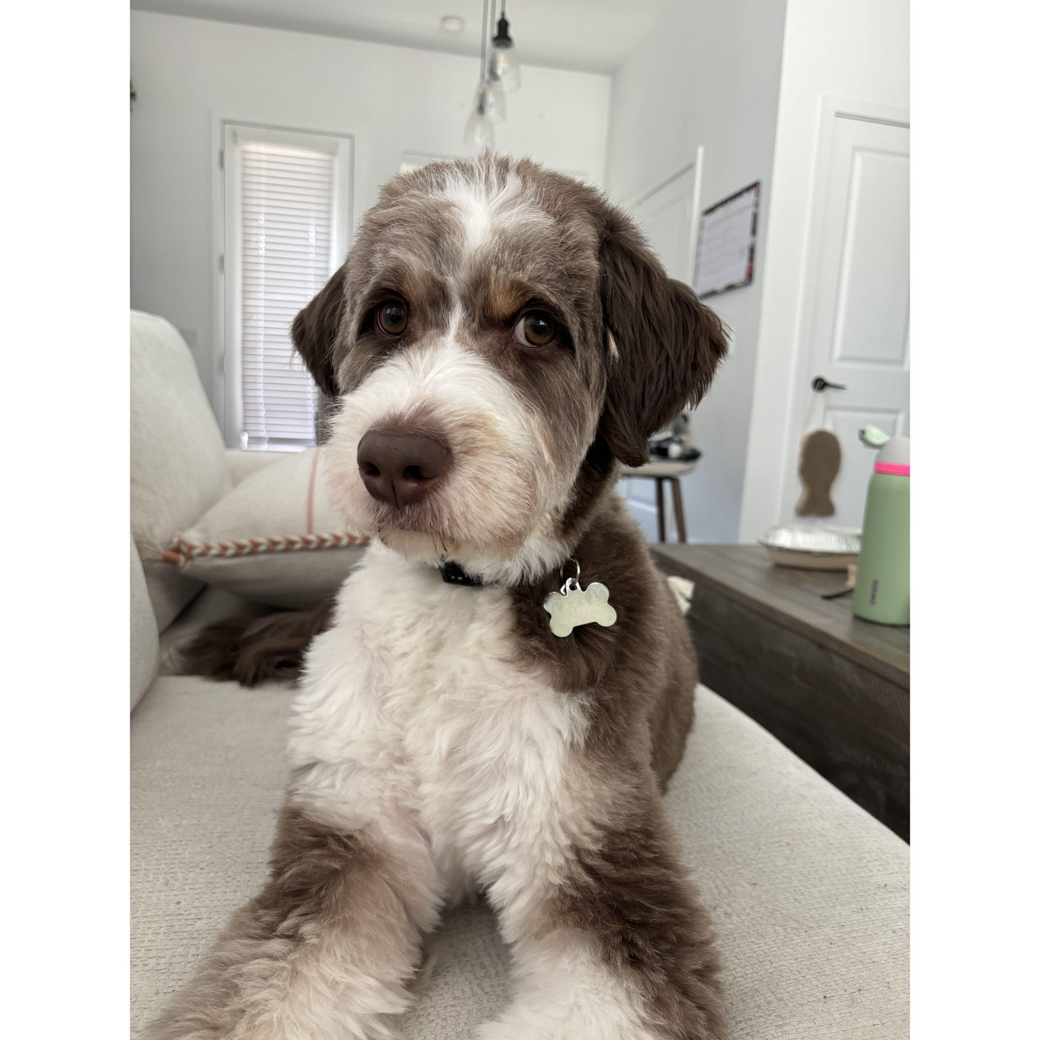 Our dog, Winston Rivera-Lopez