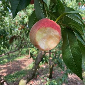 Sugar May Peach Tree