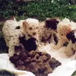 Truffle Hunting