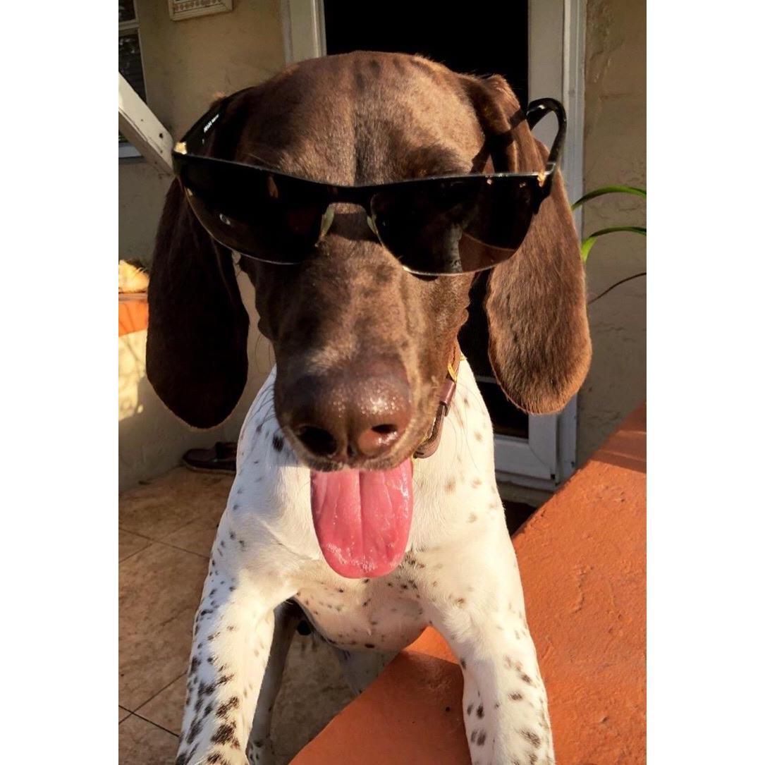 Reggie on a sunny day