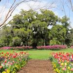 Airlie Gardens