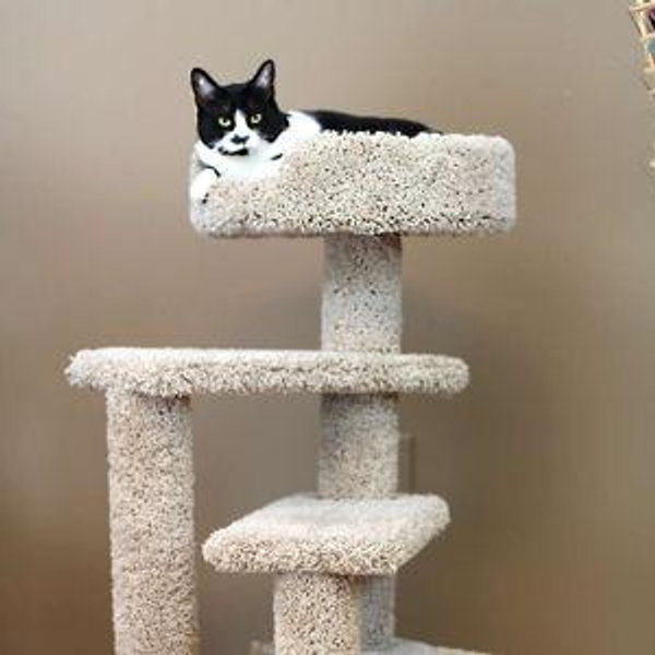 Cat Tree