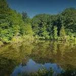 Reedy Creek Park
