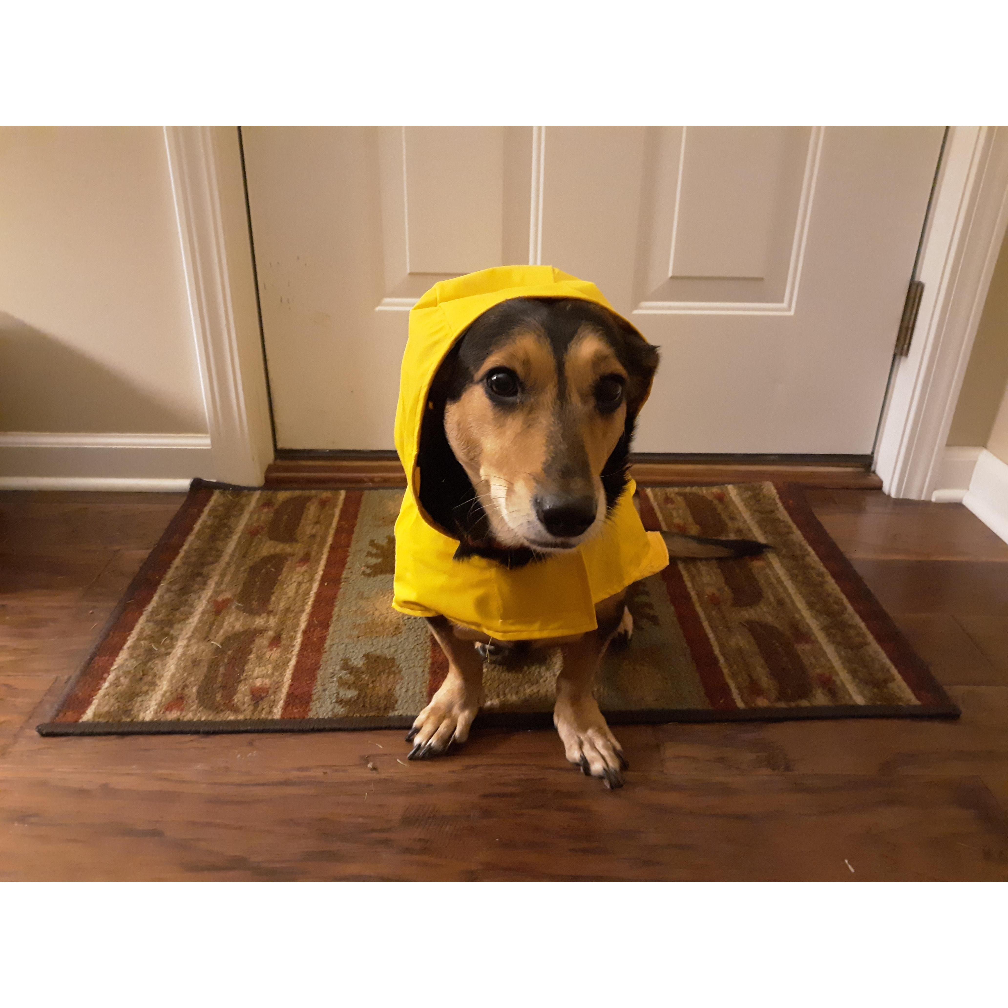 Our Fur Baby
