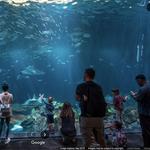 Shedd Aquarium
