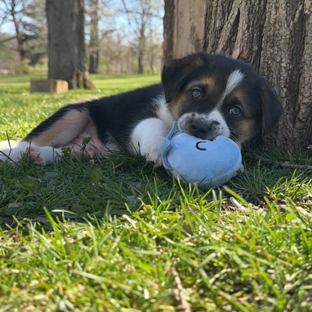Third member of the family, oak 🐶