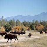 CSKT Bison Range