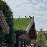 Al Johnson’s Swedish Restaurant & Butik