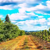 Apple Hill