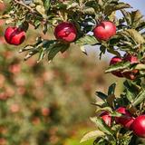 Bellewood Farms