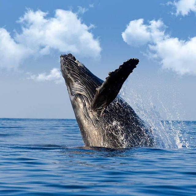 Maui Whale Watching